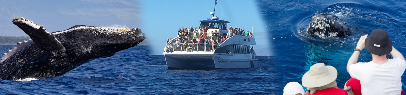 Pacific Whale Foundation - Classic Whale Watch Cruise - Lahaina Tours
