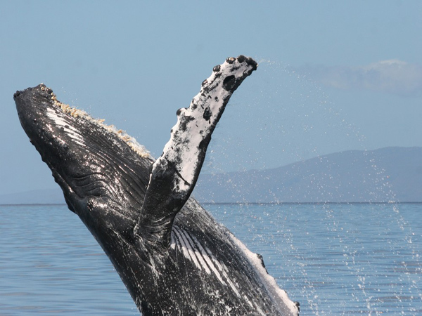 Malolo Charters - Maui Whale Watching Tour