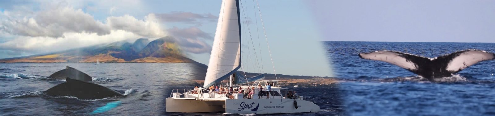 Pacific Whale Foundation – Whale Watch Sail Deluxe