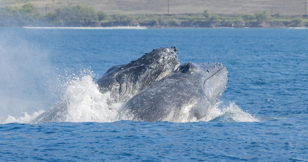 Sea Maui - Whale Watch Tour
