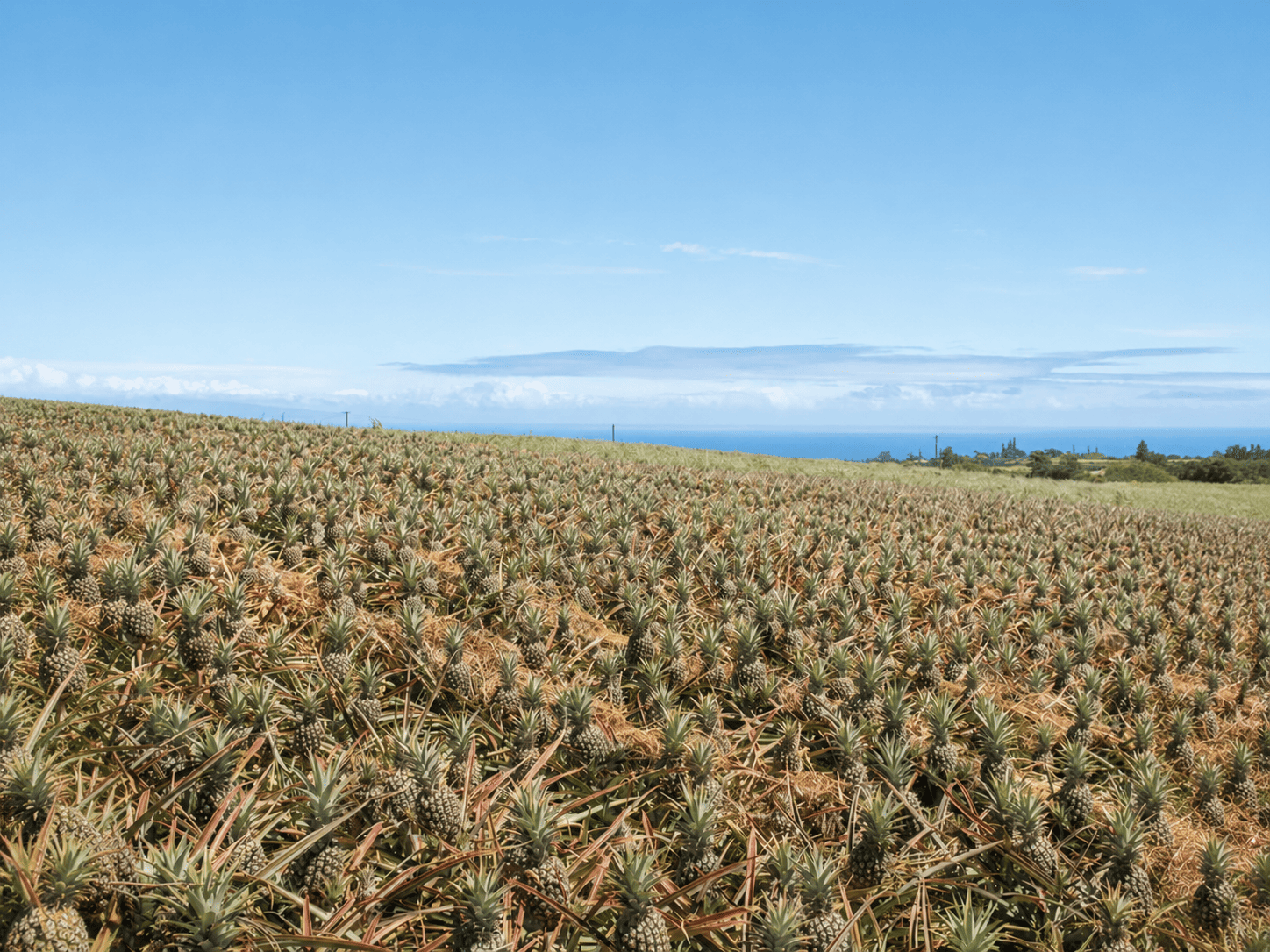 Maui Gold Pineapple Express Tour - Lahaina Tours