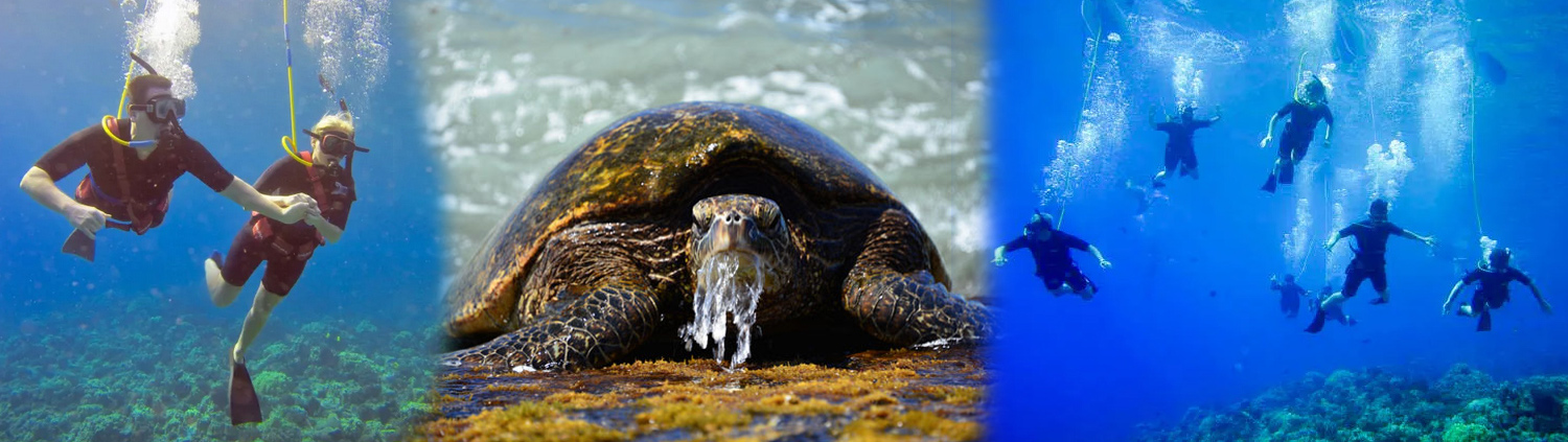 Aqua Adventures Snuba and Snorkel tour in Maui – guided underwater experience with turtles and vibrant reef life