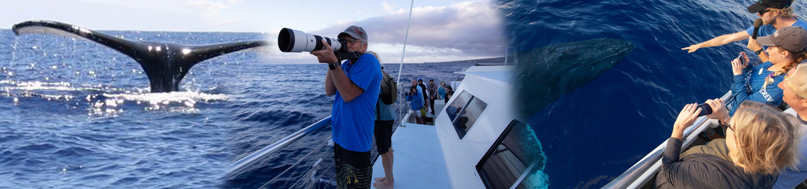 Pacific Whale Foundation - Exclusive Whale Watch with the Experts 