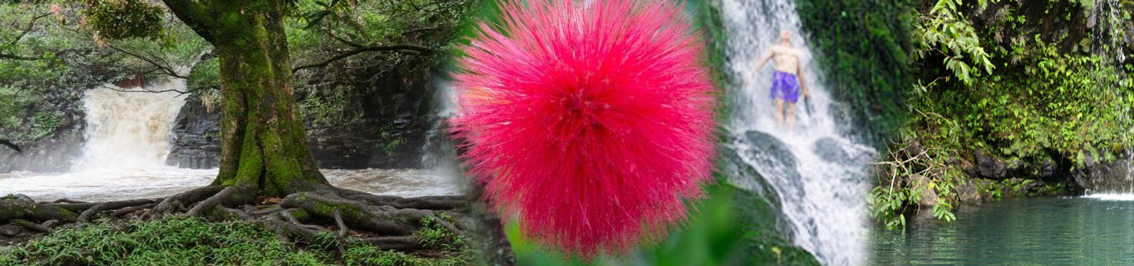 Hike Maui - Morning Waterfall Walk
