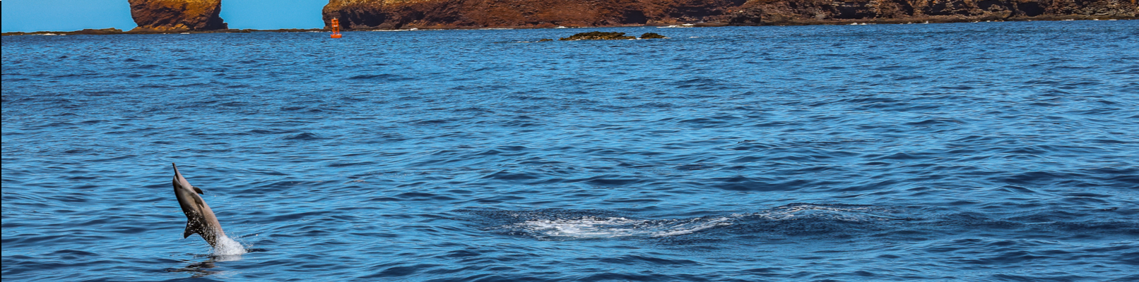 Pacific Whale Foundation - Lanai Snorkel & Dolphin Watch 