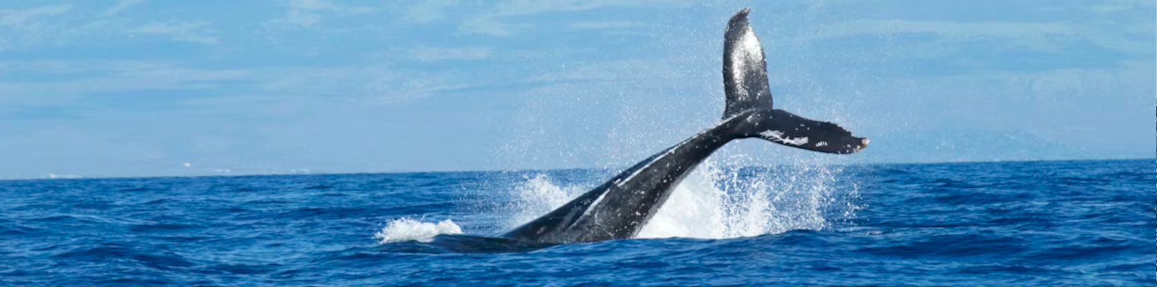 Malolo Charters - Maui Whale Watching Tour 
