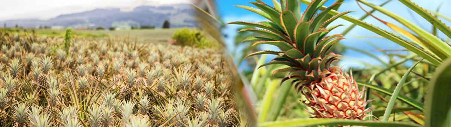 Maui Gold Pineapple Express Tour – Maui Pineapple Farm Train Ride, Tastings & Plantation Tour