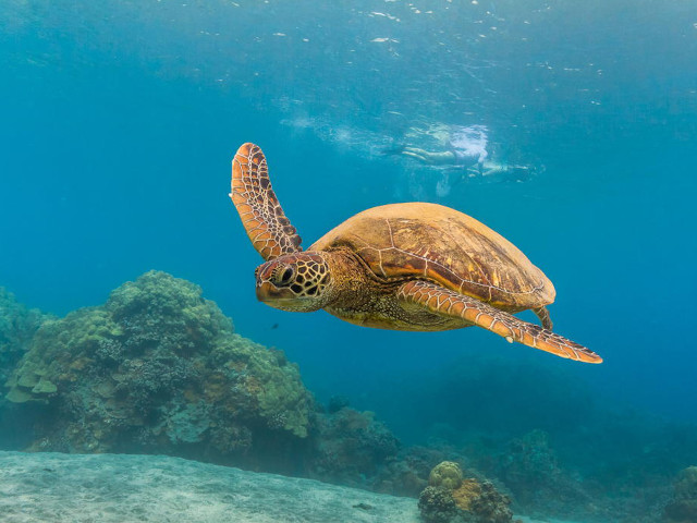 Pacific Whale Foundation - Molokini & Turtle Arches Snorkel