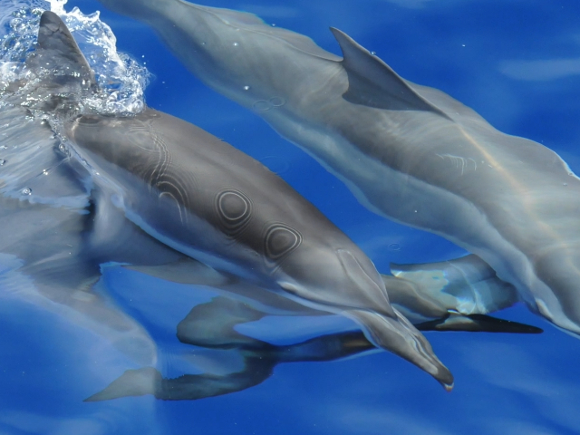 Pacific Whale Foundation - Ultimate Dolphin Watch