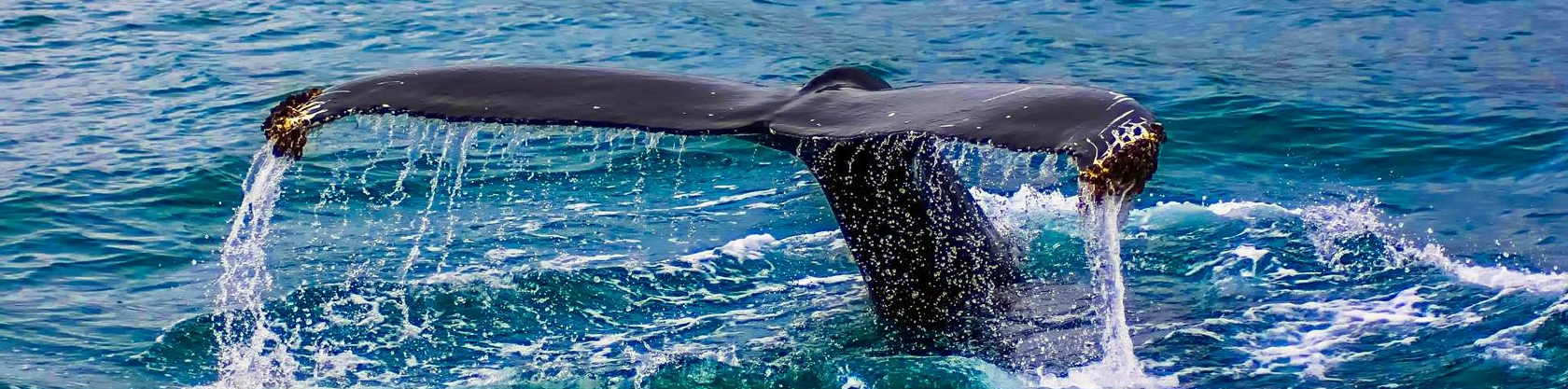 Quicksilver - Maui Whale Watching Tour 