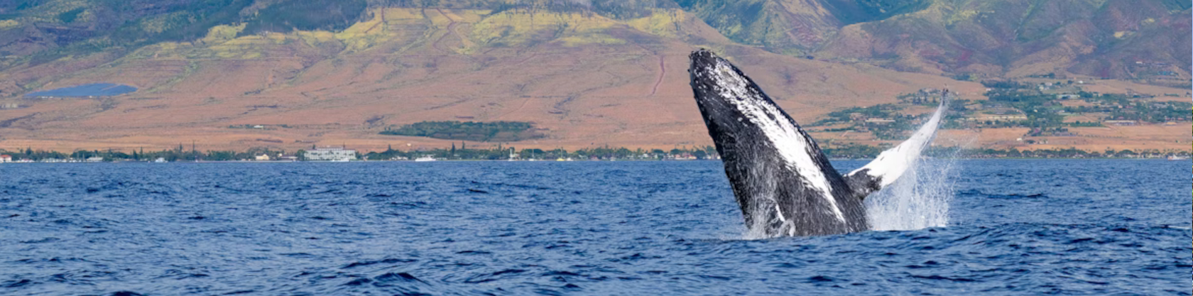 Hawaii Nautical – Ma'alaea Whale Watch