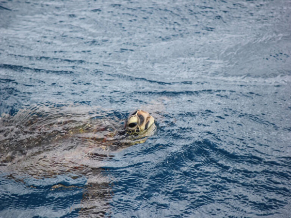 Aloha Blue Charters - Deluxe Morning Snorkel