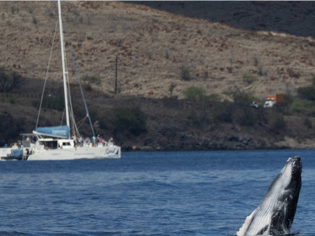 Pacific Whale Foundation - Whale Watch Sail 
