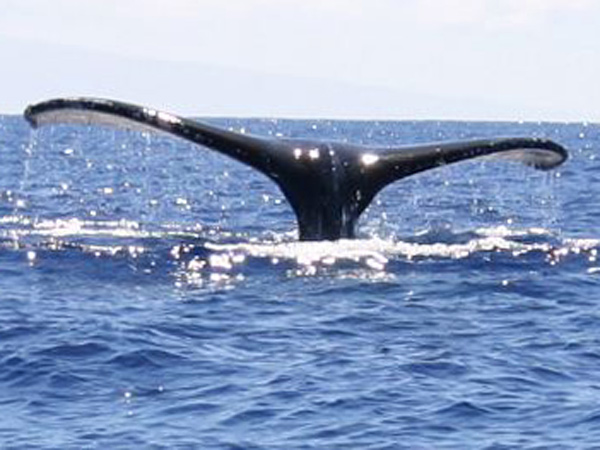Maui Whale Watch with the Experts – guided humpback whale watching tour with marine naturalists