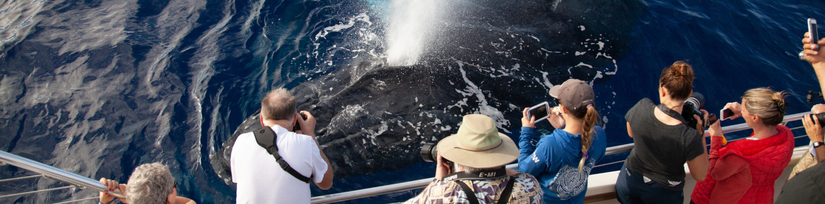 Pacific Whale Foundation – Whale Watch Sail Deluxe 