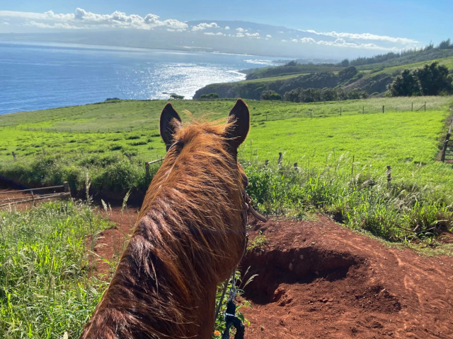 maui horseback riding adventure