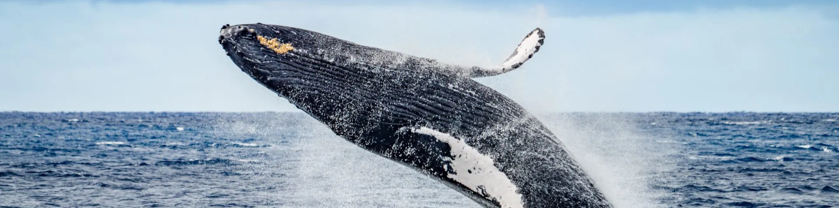 Sea Maui Whale Watch Tour – Maui humpback whale watching cruise by catamaran with ocean views