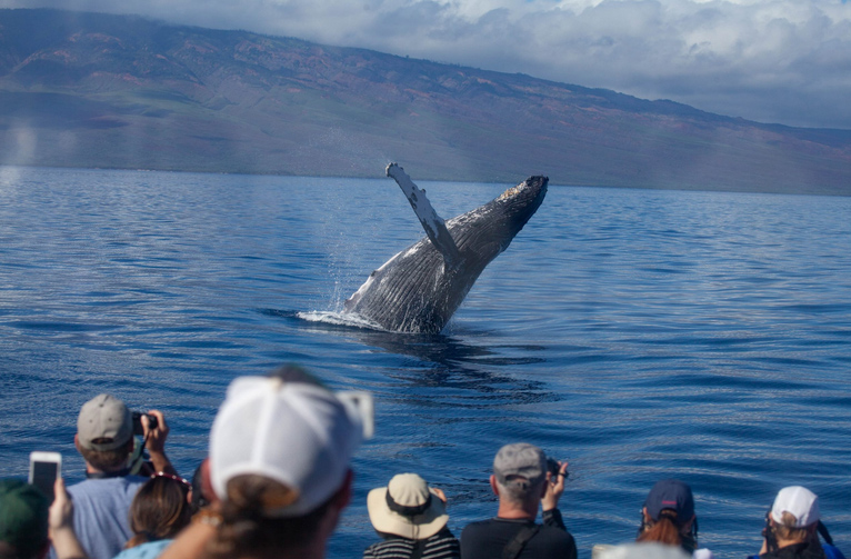 Classic Whale Watch Cruise – Maui humpback whale watching boat tour with ocean views