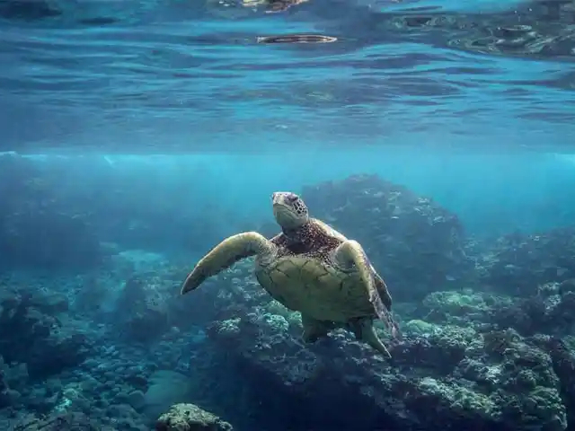 Quicksilver Charters – Morning Turtle Town Snorkel aboard the Quicksilver