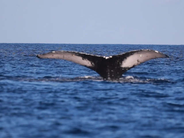 Pacific Whale Foundation – Whale Watch Sail Deluxe 