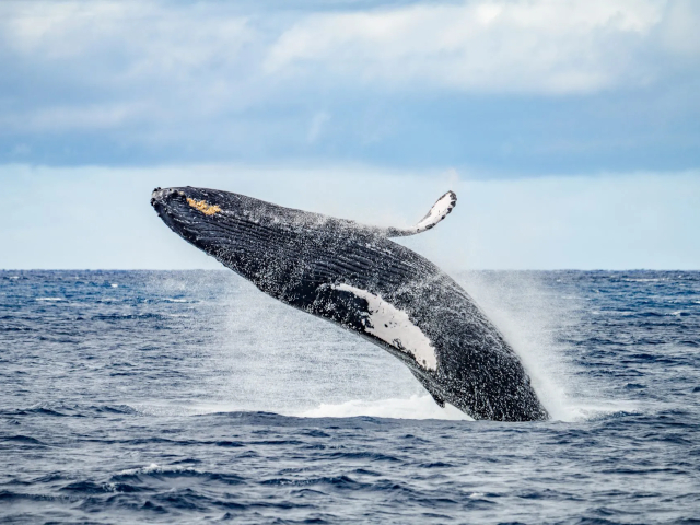 Sea Maui - Whale Watch Tour 