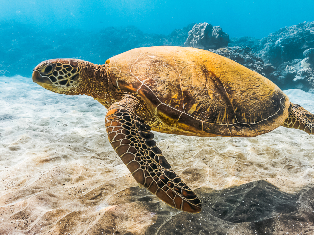 Pacific Whale Foundation - Molokini & Turtle Adventure (Maalaea)