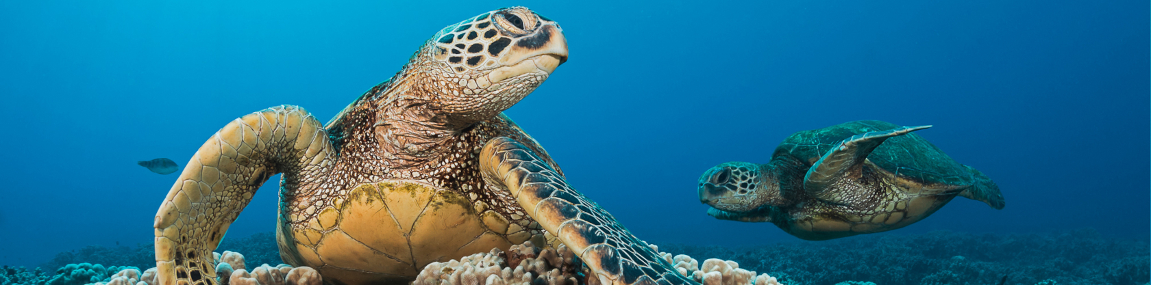 Pacific Whale Foundation - Molokini & Turtle Adventure (Maalaea) 