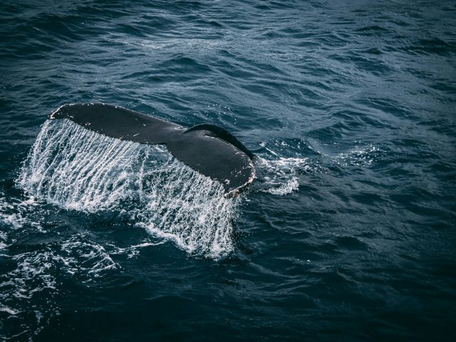 Quicksilver Maui Whale Watching Tour – catamaran cruise to see humpback whales off West Maui